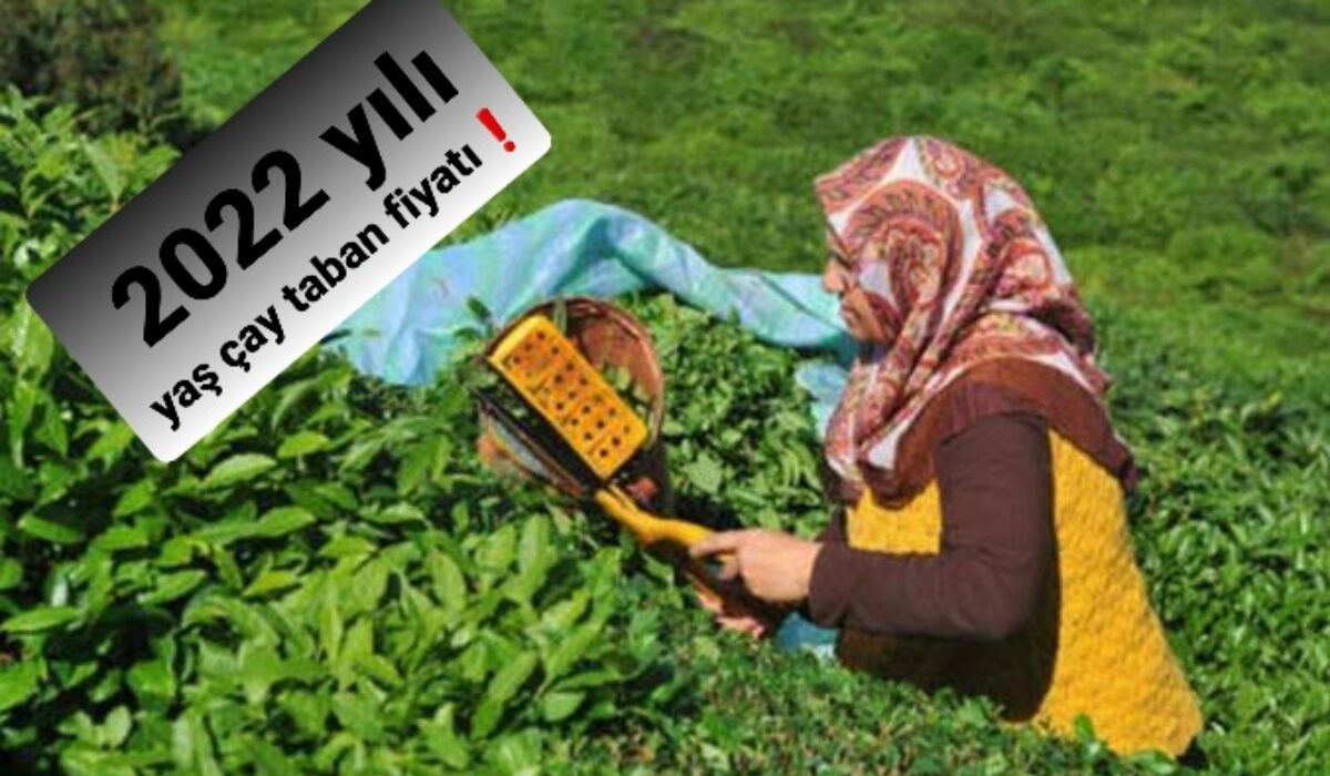 2022 yılı yaş çay taban fiyatında beklenen fiyat! ad-mania