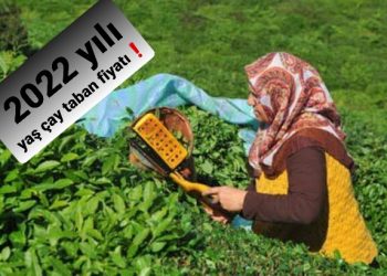 2022 yılı yaş çay taban fiyatında beklenen fiyat!
