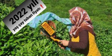 2022 yılı yaş çay taban fiyatında beklenen fiyat!