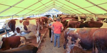 Kurbanlık Fiyatları Belli Oldu