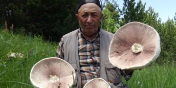 Kars’ta Yağışların Ardından Gelen Mantar Bereketi