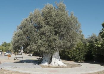 Mersin’de 1300 yıllık anıt ağaç zeytinleri toplandı