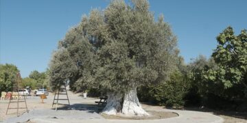 Mersin’de 1300 yıllık anıt ağaç zeytinleri toplandı