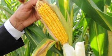 TMO Mısır Alımına Başlıyor!